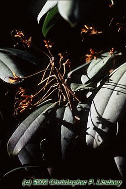 Rhododendron catawbiense