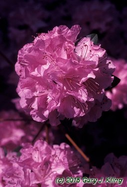 Rhododendron 'Olga Mezitt'