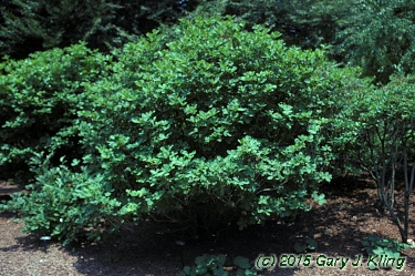 Rhododendron schlippenbachii