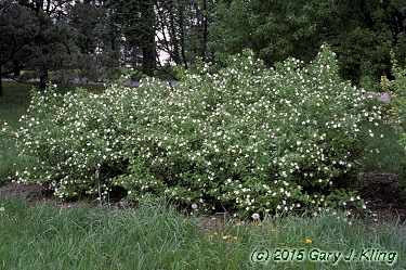 Rhodotypos scandens