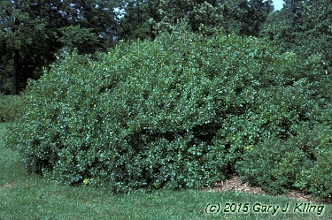 Rhus aromatica