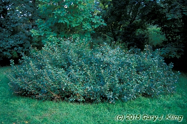 Rhus aromatica