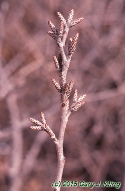 Rhus aromatica