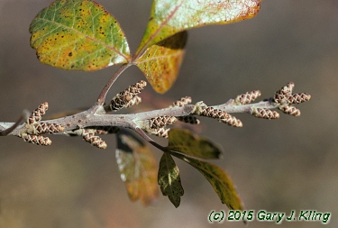 Rhus aromatica