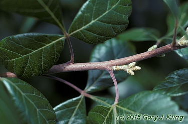 Rhus aromatica