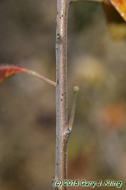 Rhus aromatica