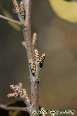 Rhus aromatica