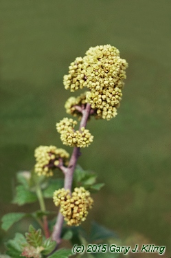 Rhus aromatica
