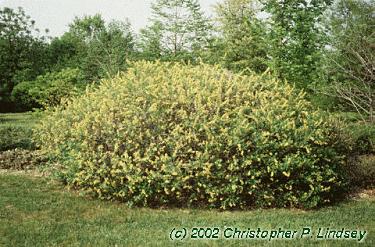 Rhus aromatica