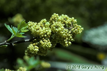 Rhus aromatica