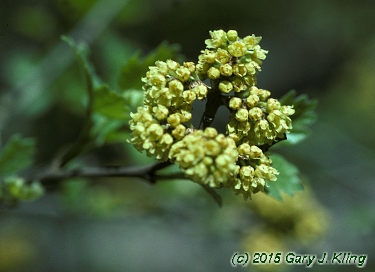Rhus aromatica