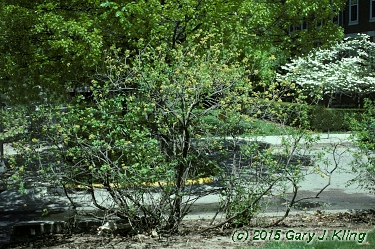 Rhus aromatica