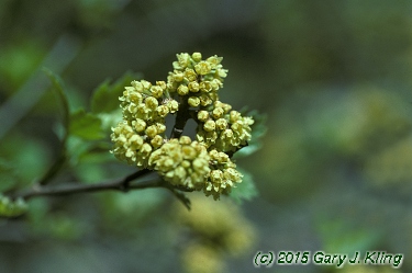 Rhus aromatica