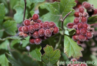 Rhus aromatica