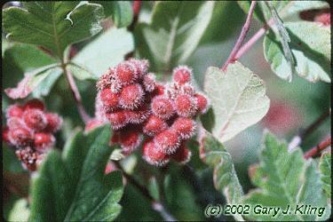 Rhus aromatica