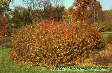Rhus aromatica