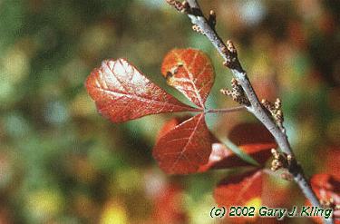 Rhus aromatica