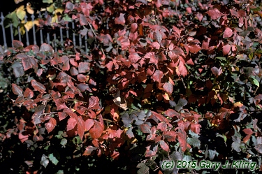 Rhus aromatica