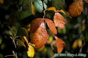 Rhus aromatica
