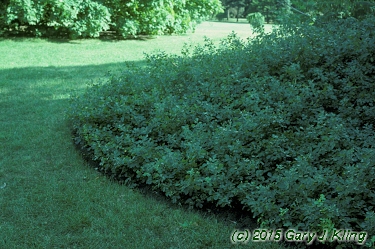 Rhus aromatica 'Grow-low'