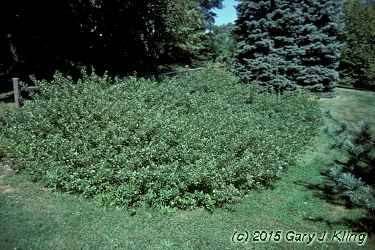 Rhus aromatica 'Grow-low'