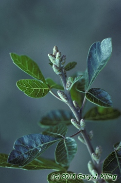 Rhus aromatica 'Grow-low'