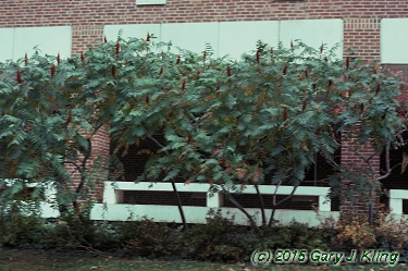 Rhus glabra