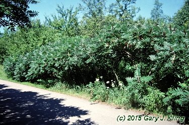 Rhus glabra