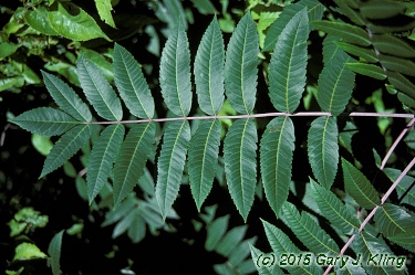 Rhus glabra