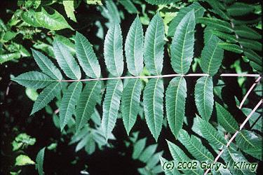 Rhus glabra