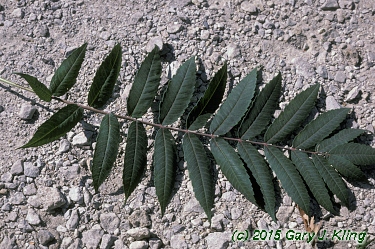 Rhus glabra