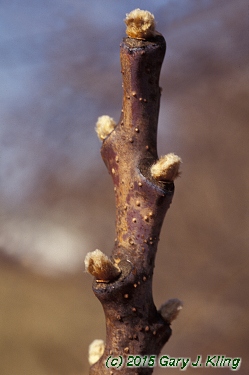 Rhus glabra