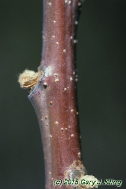 Rhus glabra