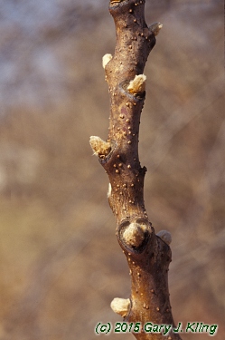 Rhus glabra