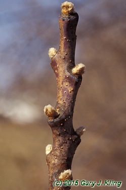 Rhus glabra