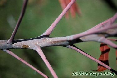 Rhus glabra
