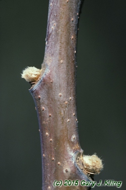 Rhus glabra