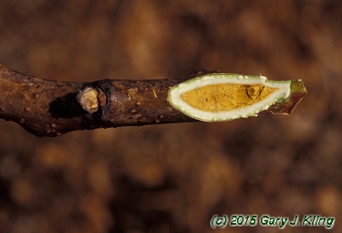 Rhus glabra