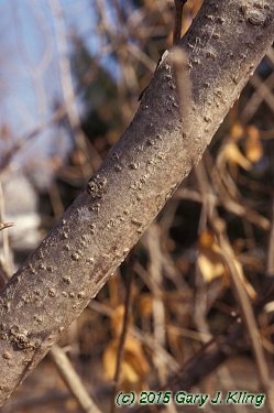 Rhus glabra