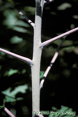 Rhus glabra