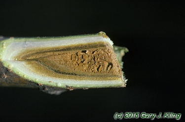 Rhus glabra