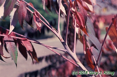 Rhus glabra