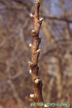 Rhus glabra