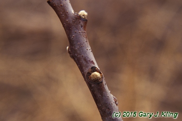 Rhus glabra