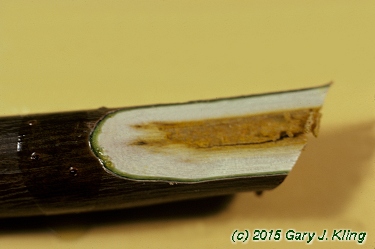 Rhus glabra