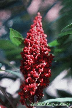 Rhus glabra