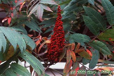 Rhus glabra