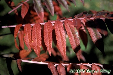 Rhus glabra