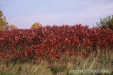 Rhus glabra