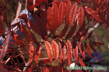 Rhus glabra